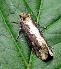 Attēlu rezultāti vaicājumam “Scardia boletella pupa”