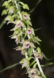 Attēlu rezultāti vaicājumam “Epipactis helleborine”