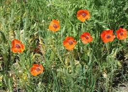 Attēlu rezultāti vaicājumam “Papaveraceae”