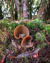 Attēlu rezultāti vaicājumam “Peziza badia”