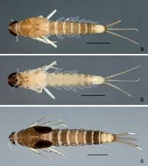 Attēlu rezultāti vaicājumam “Ephemeroptera larva”