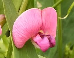 Attēlu rezultāti vaicājumam “Lathyrus latifolius bud”