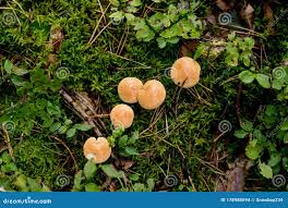 Attēlu rezultāti vaicājumam “Suillus bovinus”