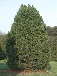 Image result for Pinus cembra