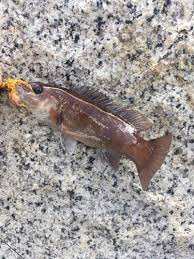 Image result for Tautogolabrus adspersus