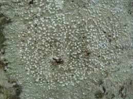 Attēlu rezultāti vaicājumam “Pertusaria amara”