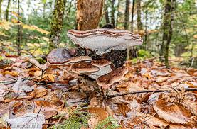 Attēlu rezultāti vaicājumam “Ischnoderma benzoinum”