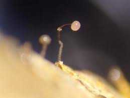 Attēlu rezultāti vaicājumam “Clastoderma debaryanum macro”