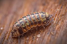 Attēlu rezultāti vaicājumam “Armadillidium pulchellum”