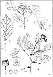 Attēlu rezultāti vaicājumam “Crataegus chrysocarpa”