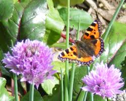 Image result for Small Tortoiseshell