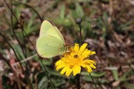Attēlu rezultāti vaicājumam “Colias palaeno female”