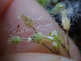 Attēlu rezultāti vaicājumam “Cerastium semidecandrum bud”