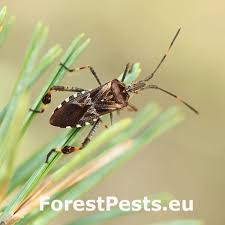 Attēlu rezultāti vaicājumam “Kleidocerys resedae”