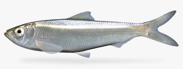 Image result for Alosa chrysochloris