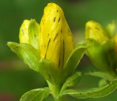 Attēlu rezultāti vaicājumam “Hypericum perforatum bud”