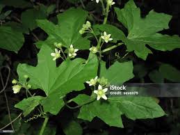 Attēlu rezultāti vaicājumam “Bryonia alba leaf”