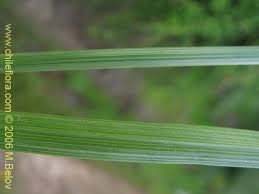 Attēlu rezultāti vaicājumam “Carex pilosa leaf”