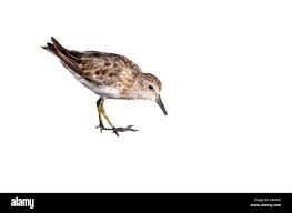 Image result for Calidris minutilla