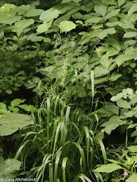 Attēlu rezultāti vaicājumam “Festuca gigantea”