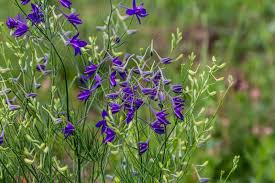 Attēlu rezultāti vaicājumam “Consolida regalis leaf”