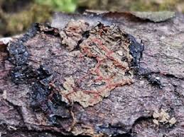 Attēlu rezultāti vaicājumam “Willkommlangea reticulata plasmodium”