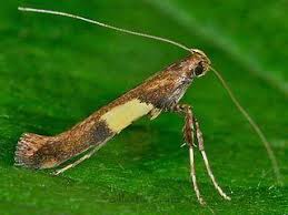 Attēlu rezultāti vaicājumam “Caloptilia hemidactylella”