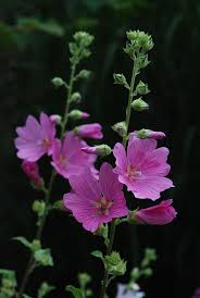 Image result for Lavatera thuringiaca