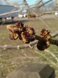 Attēlu rezultāti vaicājumam “Fraxinus pennsylvanica male flower”