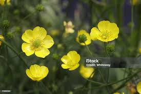 Attēlu rezultāti vaicājumam “Ranunculus acris flower”