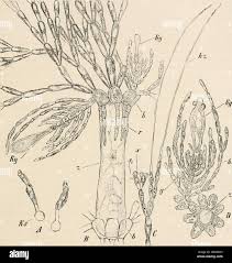 Attēlu rezultāti vaicājumam “Batrachospermum moniliforme”