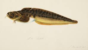 Image result for Anarhichas minor