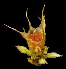 Attēlu rezultāti vaicājumam “Philonotis marchica macro”