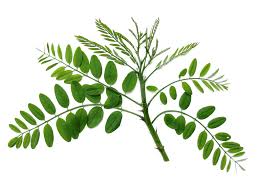 Attēlu rezultāti vaicājumam “Robinia pseudoacacia leaf”