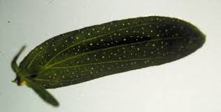 Attēlu rezultāti vaicājumam “Hypericum perforatum leaf”
