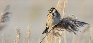 Attēlu rezultāti vaicājumam “Emberiza schoeniclus”