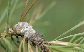 Attēlu rezultāti vaicājumam “Retinia resinella”