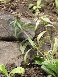 Attēlu rezultāti vaicājumam “Carlina biebersteinii flower”