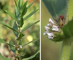 Attēlu rezultāti vaicājumam “Lycogala asperum”