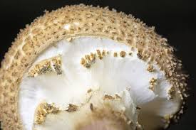 Attēlu rezultāti vaicājumam “Lepiota aspera”