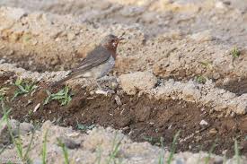 Image result for Turdus ruficollis