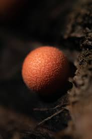 Attēlu rezultāti vaicājumam “Lycogala cf. oleocrystalliferum macro”