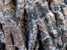 Attēlu rezultāti vaicājumam “Opegrapha atra”