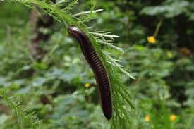 Attēlu rezultāti vaicājumam “Ommatoiulus vilnensis”