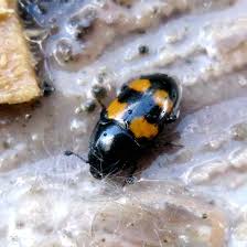 Attēlu rezultāti vaicājumam “Glischrochilus grandis”