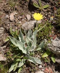 Attēlu rezultāti vaicājumam “Hieracium”