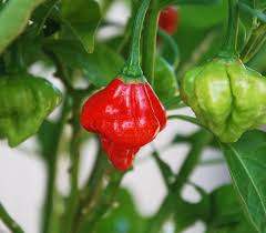 Afbeeldingsresultaat voor aji dulce sweet pepper