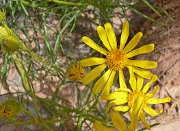 Attēlu rezultāti vaicājumam “Symphytocarpus flaccidus”