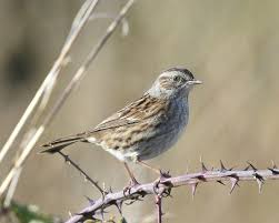 Attēlu rezultāti vaicājumam “Prunella modularis adult”