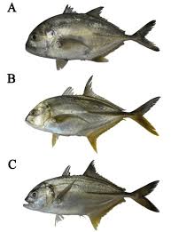 Image result for Caranx ignobilis